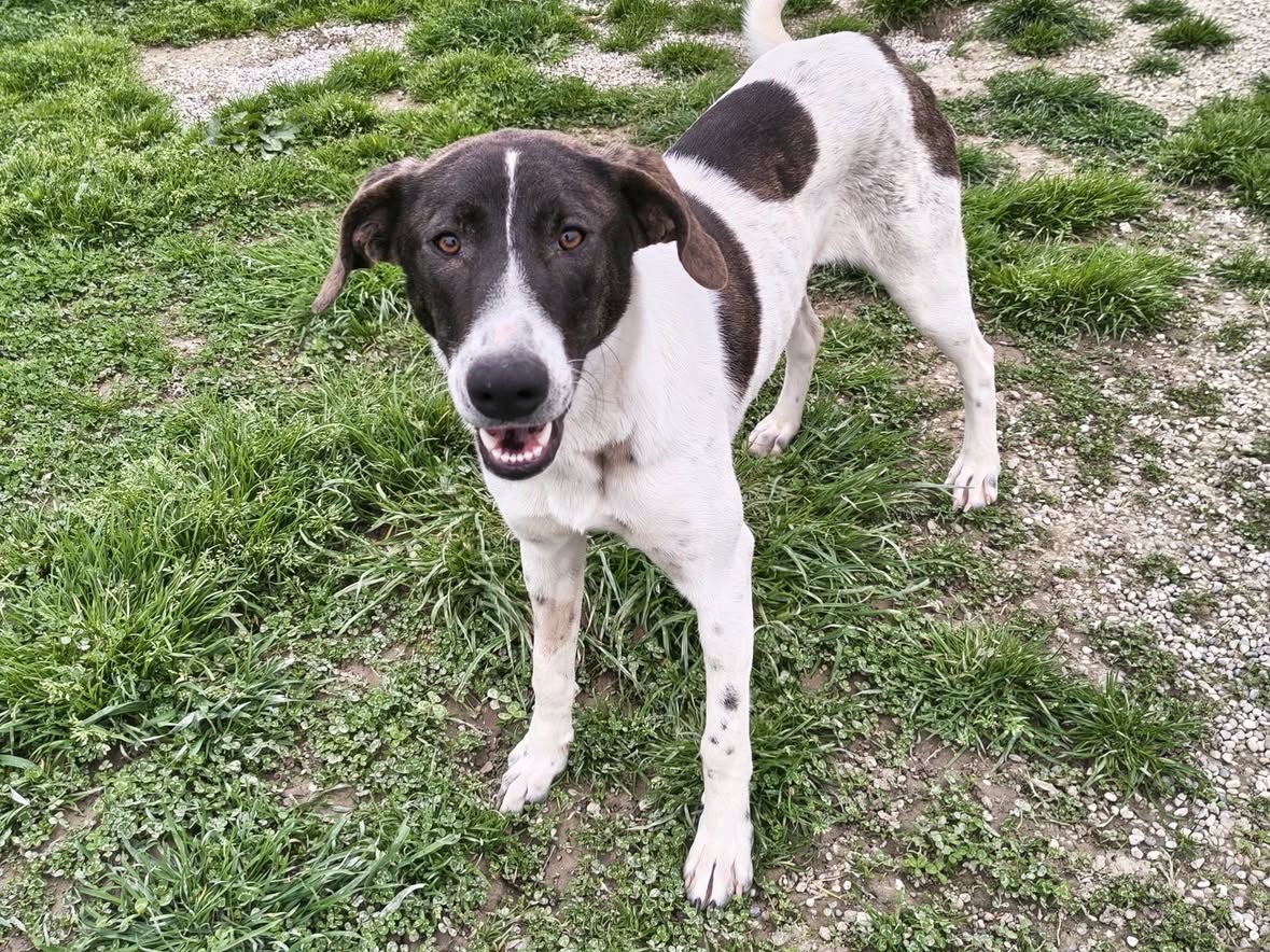 Adotta il cane Ambra  a Treviso