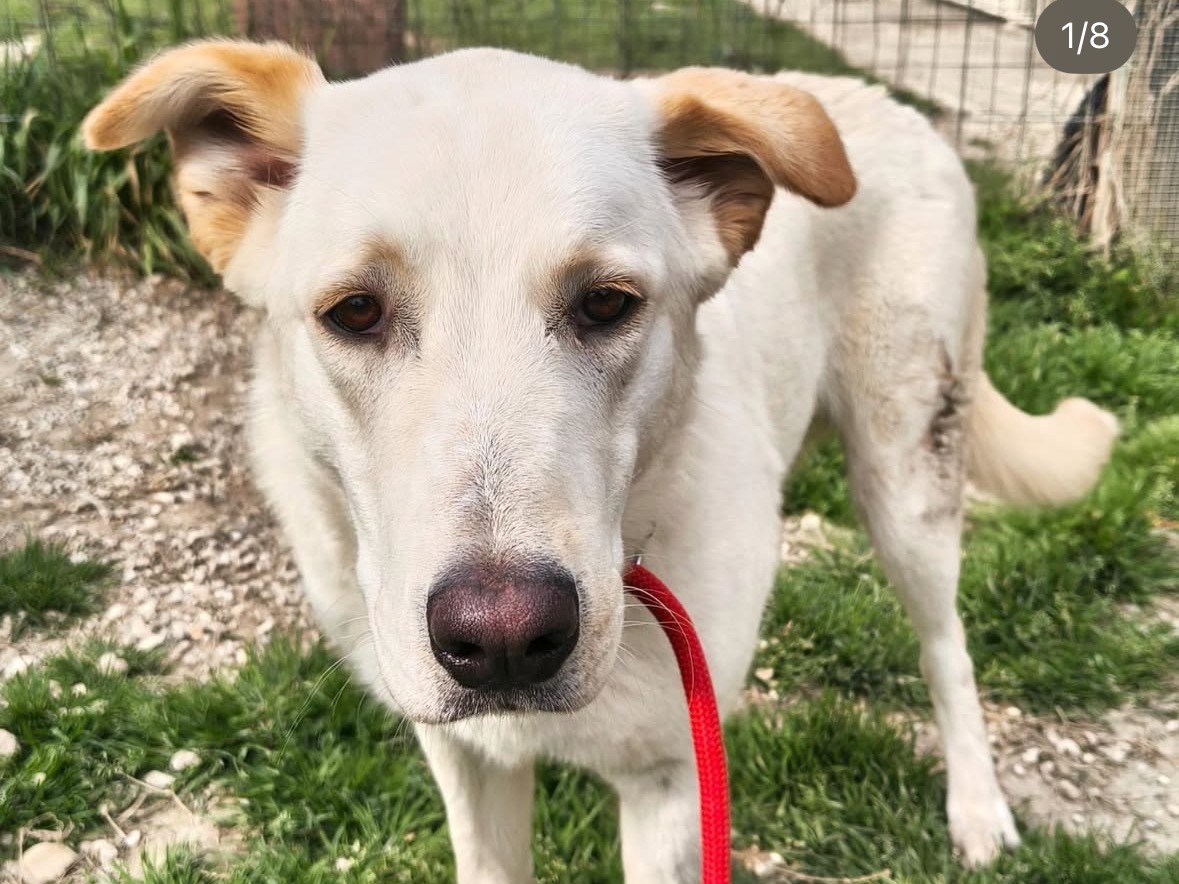 Adozione cane, femmina, Razza sconosciuta Razza sconosciuta, 1 anno, taglia grande, Treviso