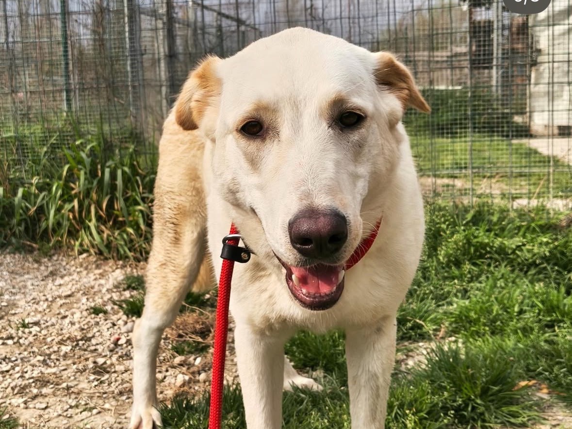 Adotta un cane, taglia grande, femmina, Treviso