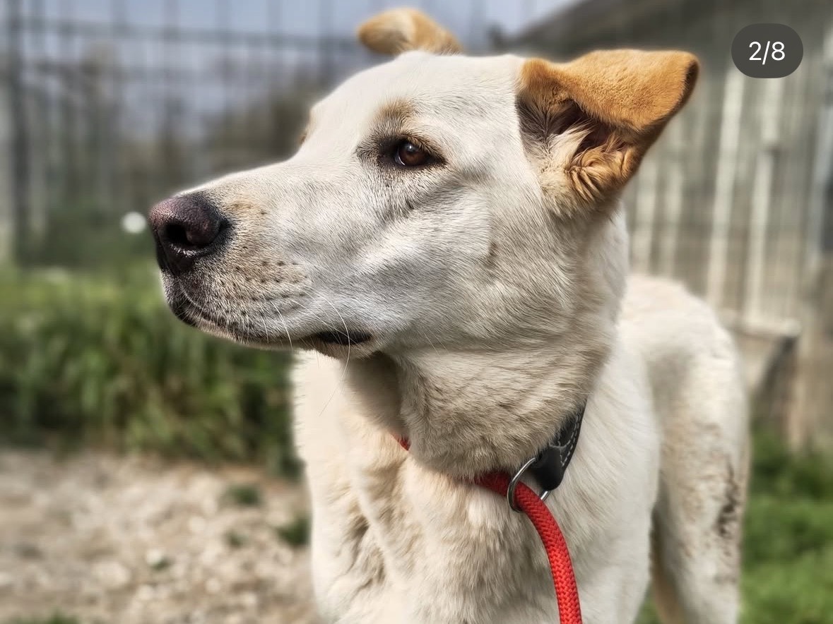 Vuoi adottare un cane a Treviso?