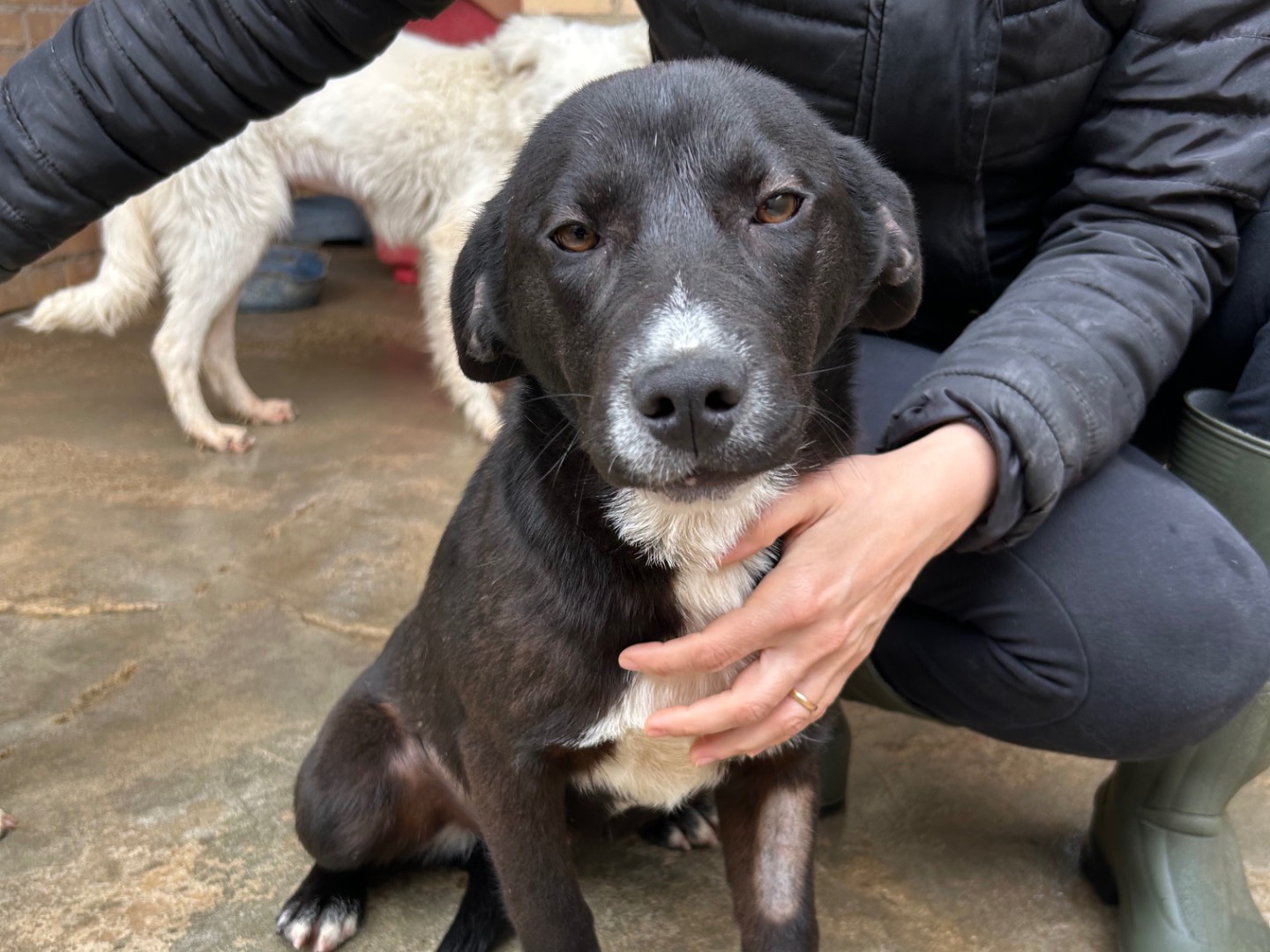 Adozione cane, femmina, Razza sconosciuta Razza sconosciuta, 5 mesi, taglia media contenuta, Foggia