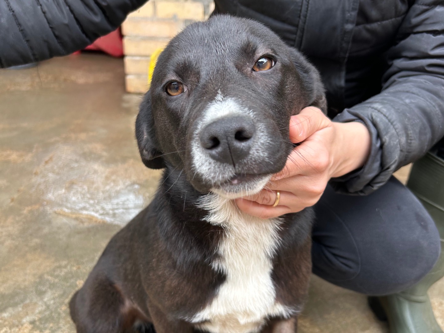 Adotta un cane, taglia media contenuta, femmina, Foggia