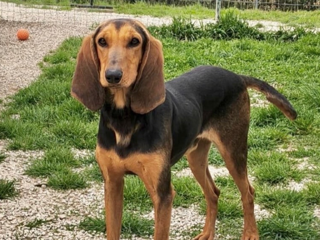 Adozione cane, maschio, Razza sconosciuta Razza sconosciuta, 2 anni, taglia media contenuta, Treviso
