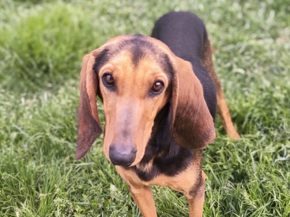 Adotta un cane, maschio, 2 anni, Treviso