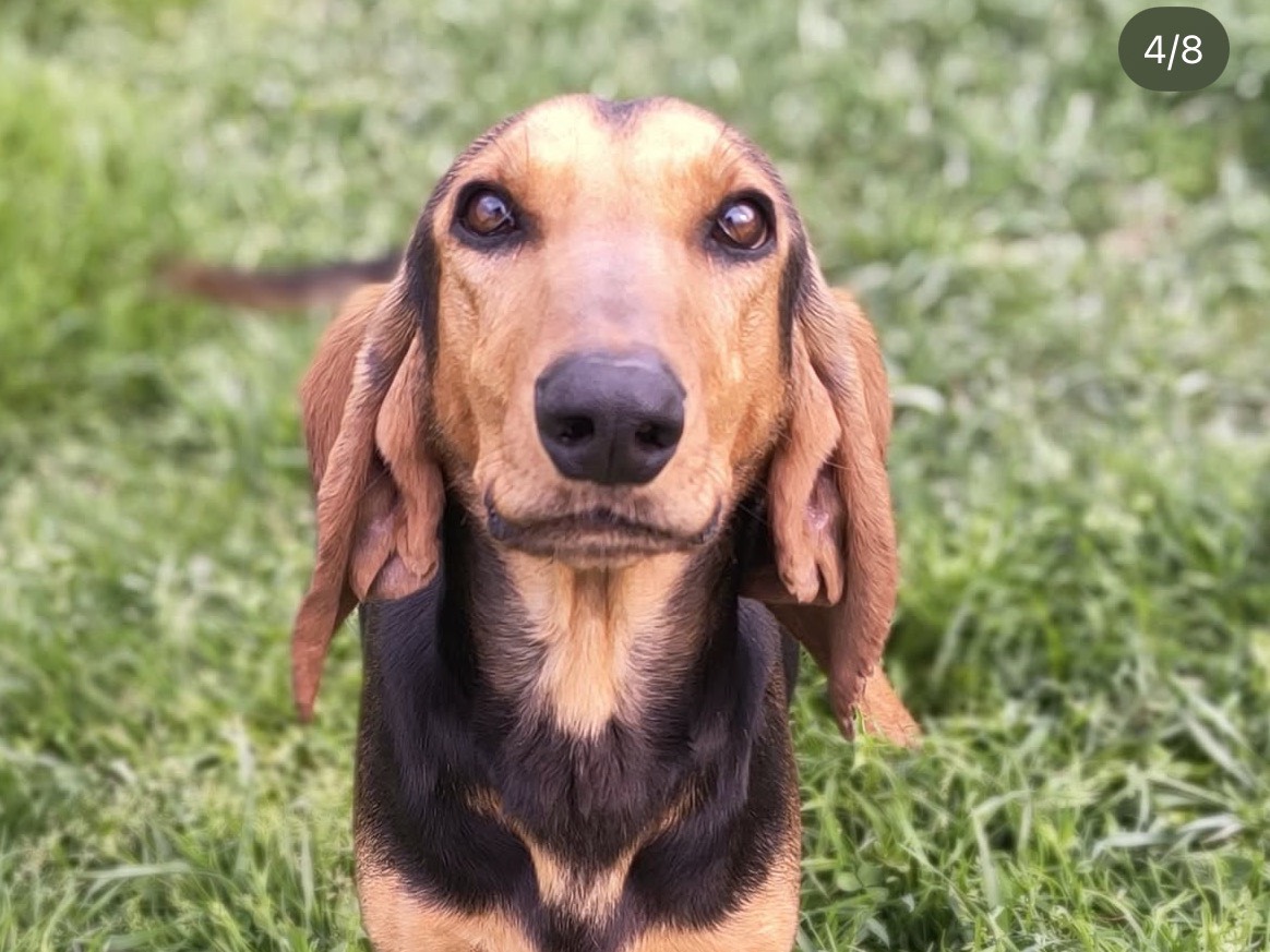 Adotta un cane, taglia media contenuta, maschio, Treviso