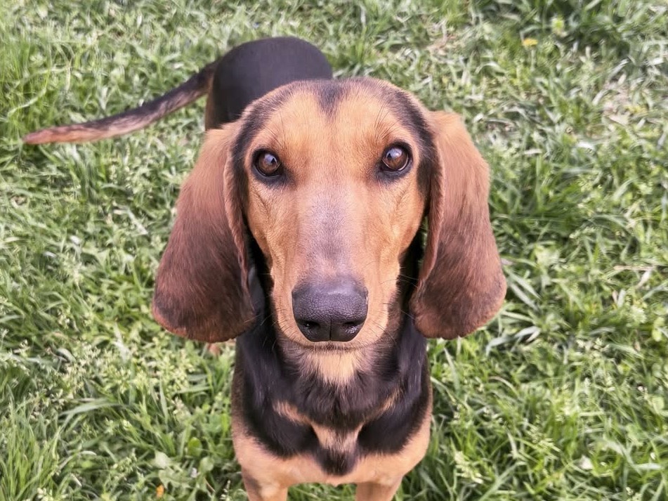 Vuoi adottare un cane a Treviso?