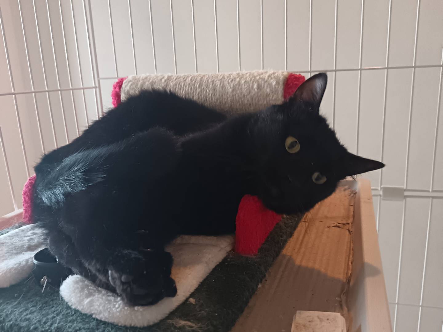 Adozione gatto, maschio, Razza sconosciuta Razza sconosciuta, 1 anno e 10 mesi, taglia non valida, Barletta