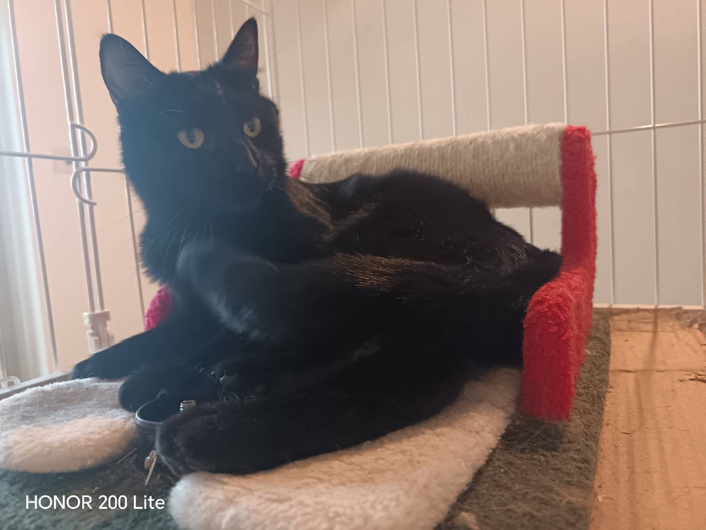 Adotta un gatto, maschio, 1 anno e 10 mesi, Barletta