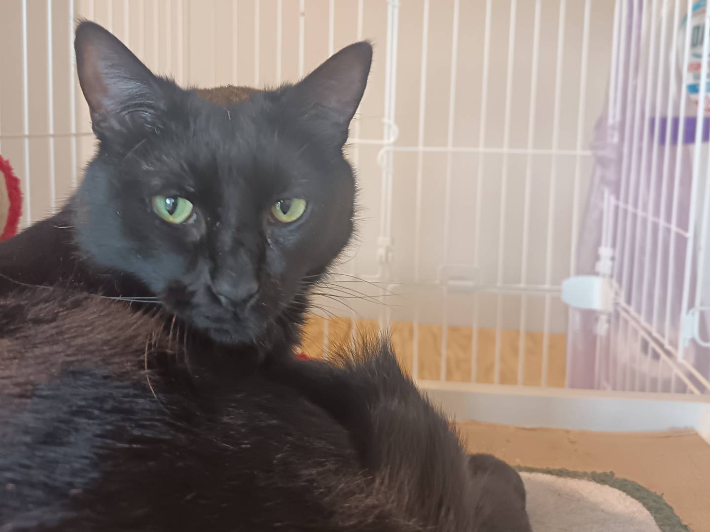 Adotta un gatto, taglia non valida, maschio, Barletta