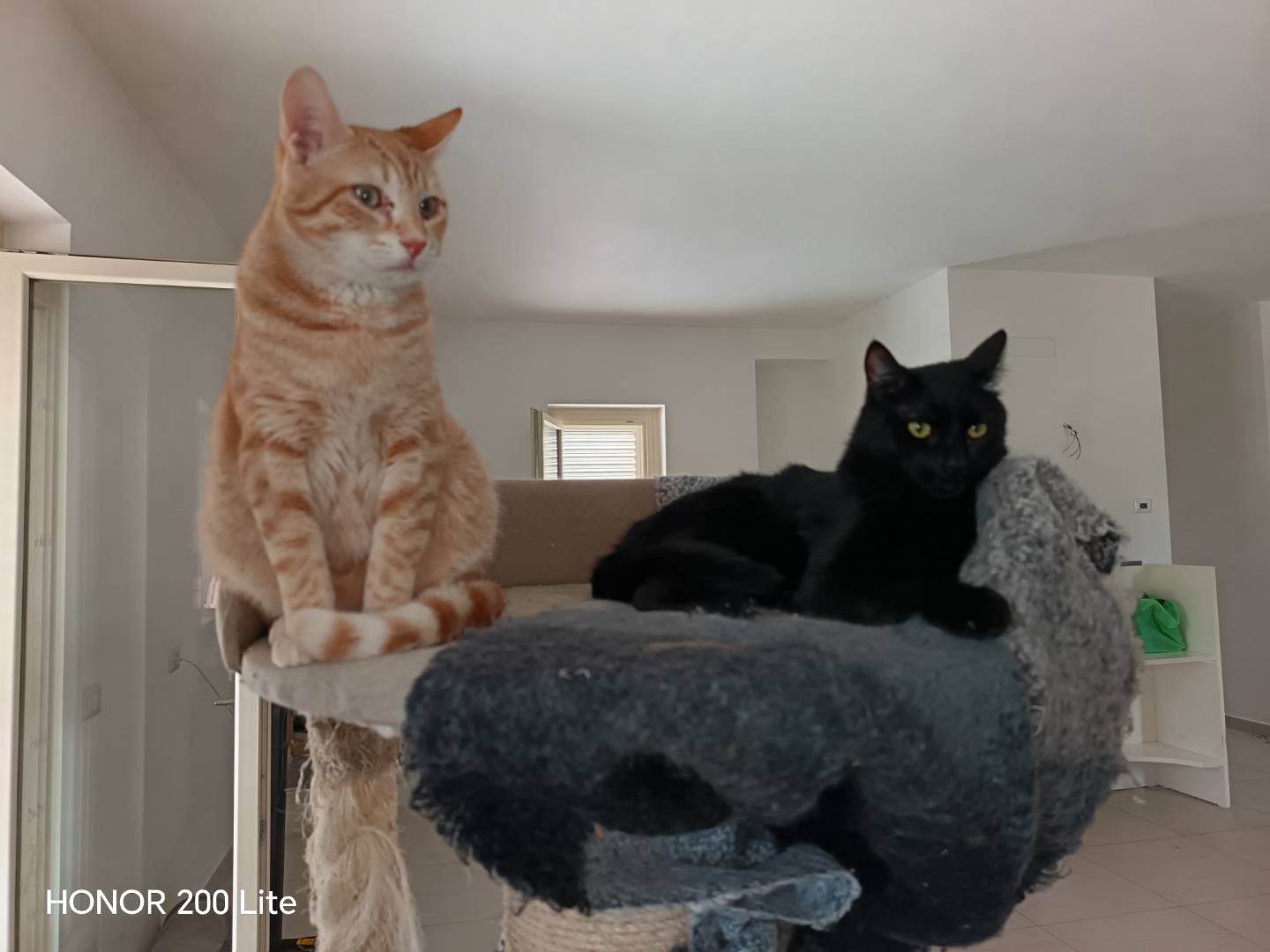 Vuoi adottare un gatto a Barletta?