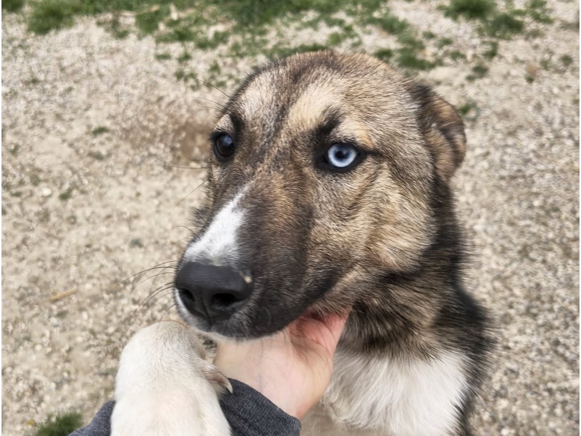 Adotta un cane, femmina, 8 mesi, Treviso