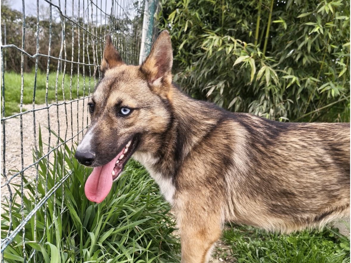 Adotta un cane, taglia media contenuta, femmina, Treviso