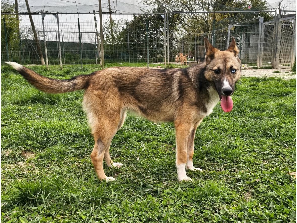 Vuoi adottare un cane a Treviso?