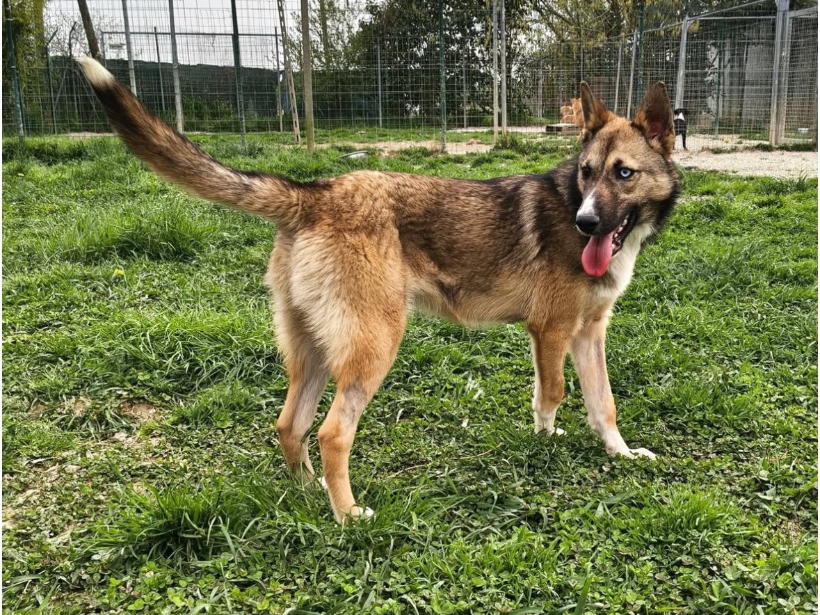 Adotta il cane Azzurra  a Treviso