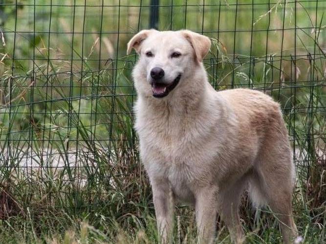 Adozione cane, femmina, Razza sconosciuta Razza sconosciuta, 8 anni e 3 mesi, taglia media contenuta, Bergamo