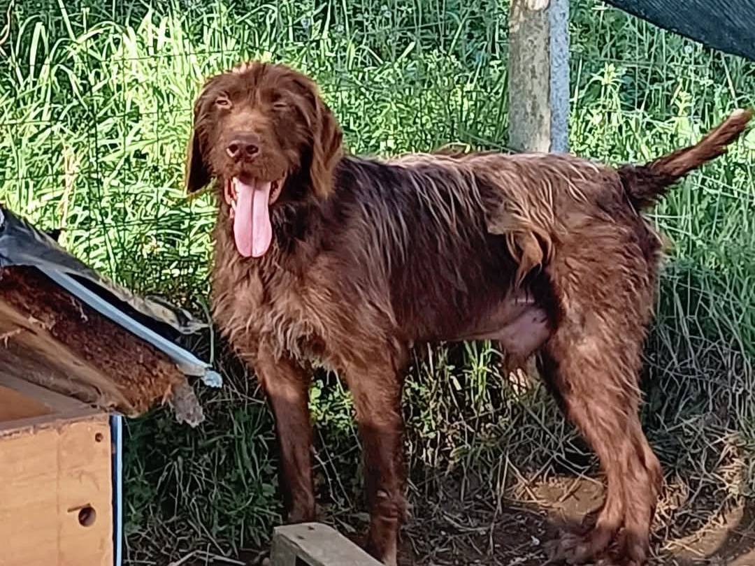 Vuoi adottare un cane a Pavia?