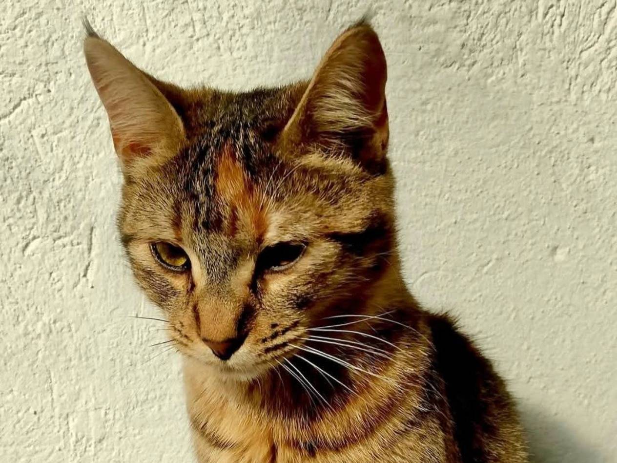 Adozione gatto, femmina, Razza sconosciuta Razza sconosciuta, 1 anno, taglia non valida, Cosenza