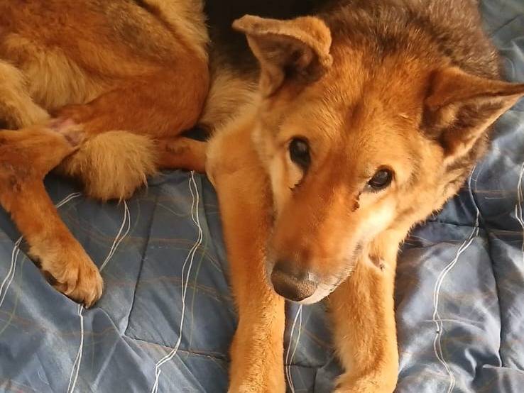 Adozione cane, femmina, Pastore tedesco Razza sconosciuta, 9 anni e 5 mesi, taglia media, Bari