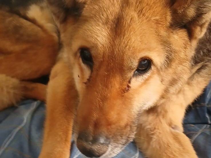 Adotta un cane, femmina, 9 anni e 5 mesi, Bari