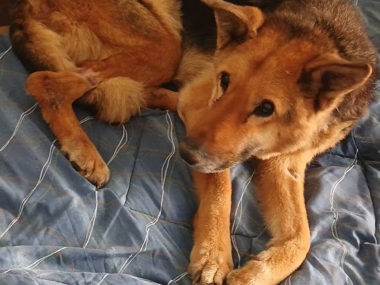 Adotta un cane, taglia media, femmina, Bari