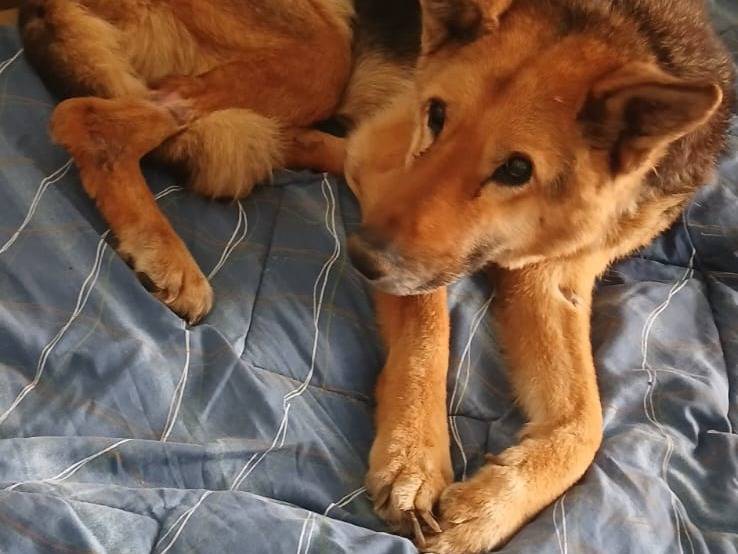 Vuoi adottare un cane a Bari?