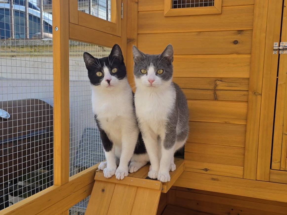 Adozione gatto, maschio, Razza sconosciuta Razza sconosciuta, 5 mesi, taglia non valida, Roma