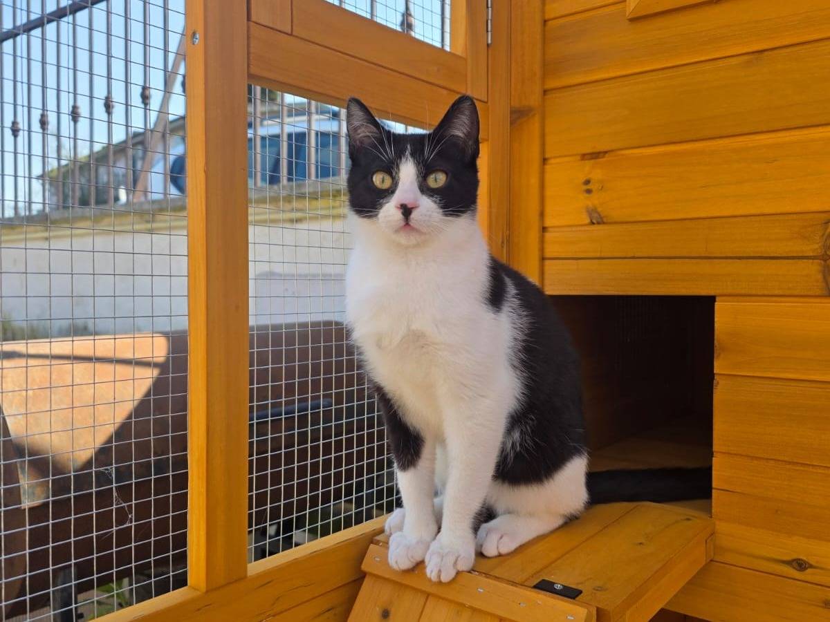 Adotta un gatto, maschio, 5 mesi, Roma