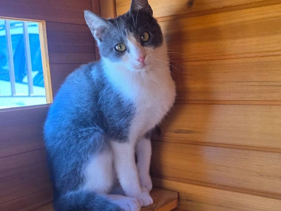 Adotta un gatto, taglia non valida, maschio, Roma