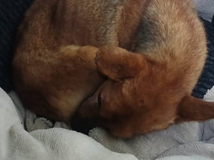 Adozione cane, maschio, Pinscher Razza sconosciuta, 8 anni e 8 mesi, taglia piccola, Bari