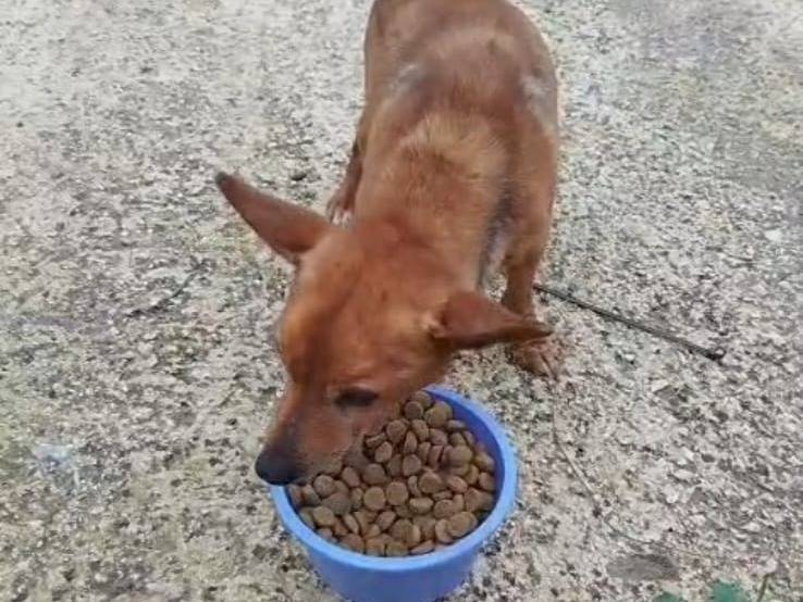 Adotta un cane, maschio, 8 anni e 8 mesi, Bari