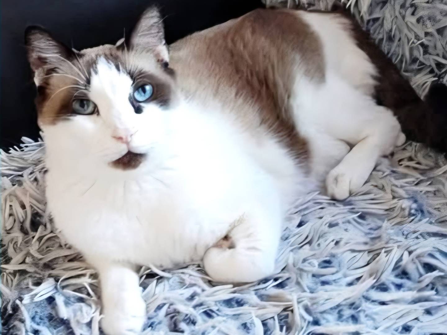 Adozione gatto, maschio, Razza sconosciuta Razza sconosciuta, 8 anni, taglia non valida, Catanzaro