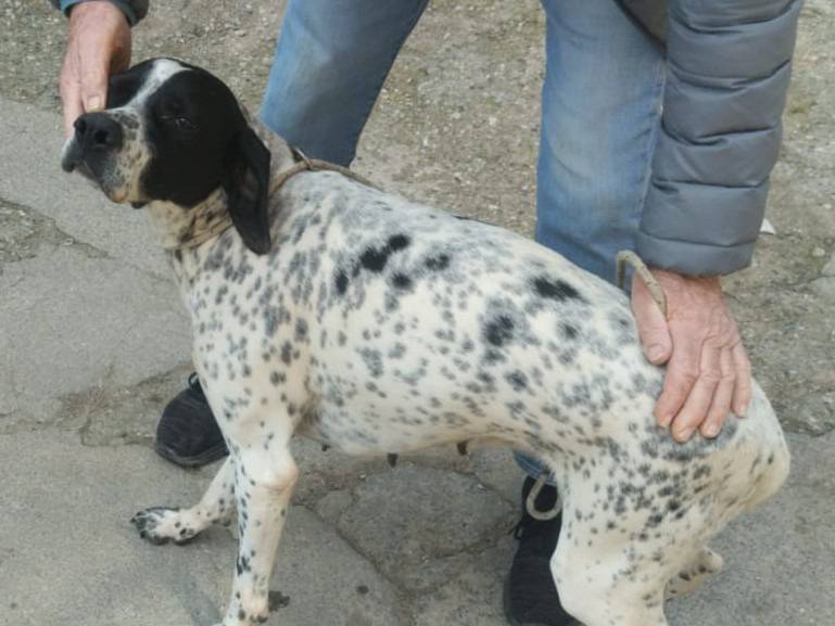 Adozione cane, femmina, Pointer Razza sconosciuta, 3 anni e 1 mese, taglia media, Brescia