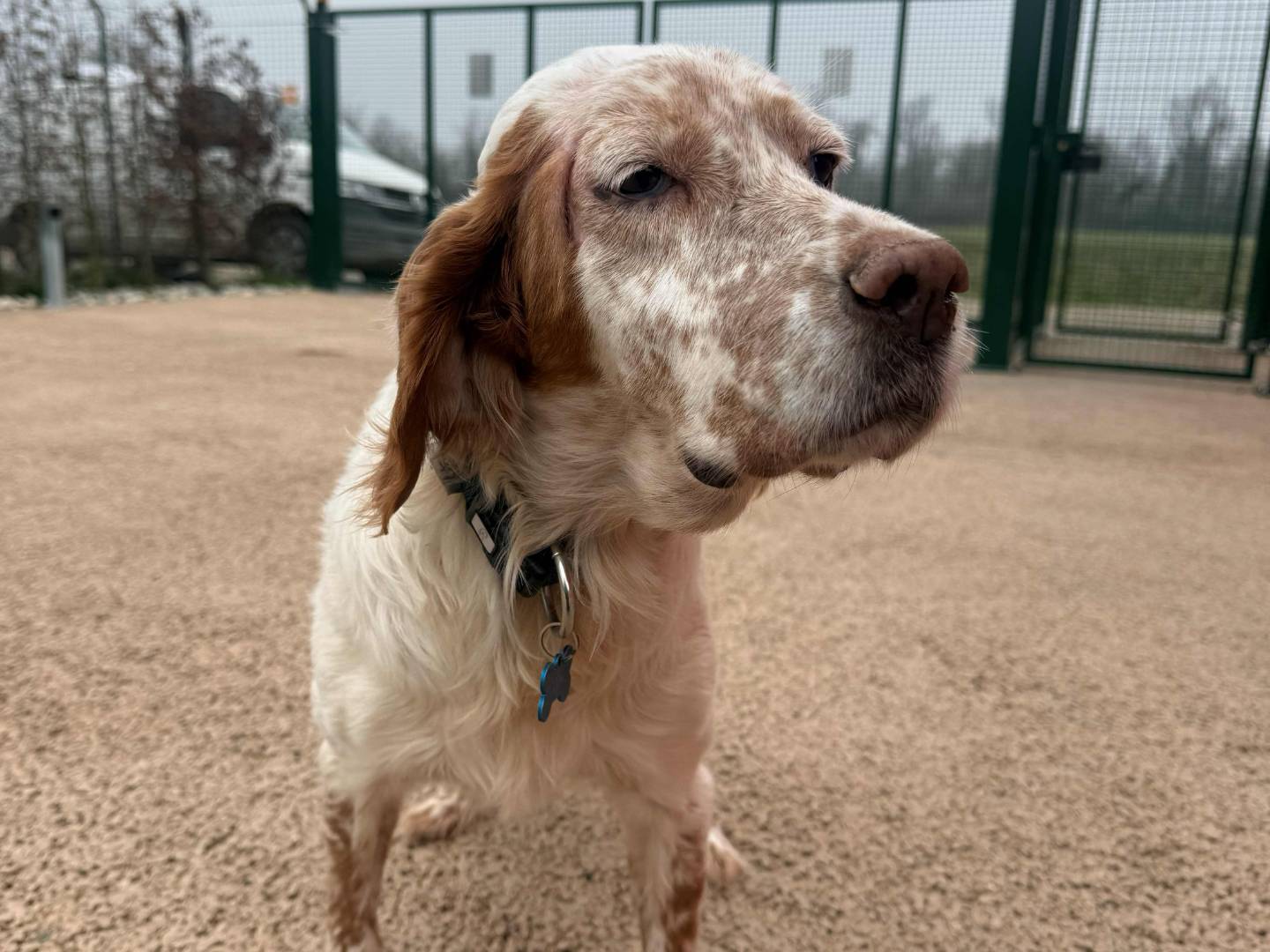 Adozione cane, femmina, Setter Inglese Razza sconosciuta, 7 anni e 11 mesi, taglia media, Milano