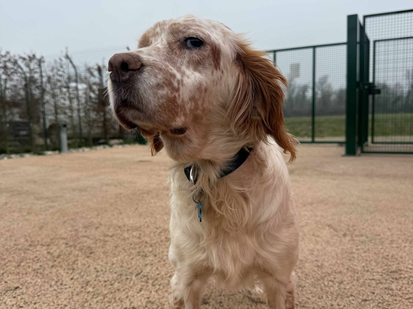 Adotta un cane, femmina, 7 anni e 11 mesi, Milano