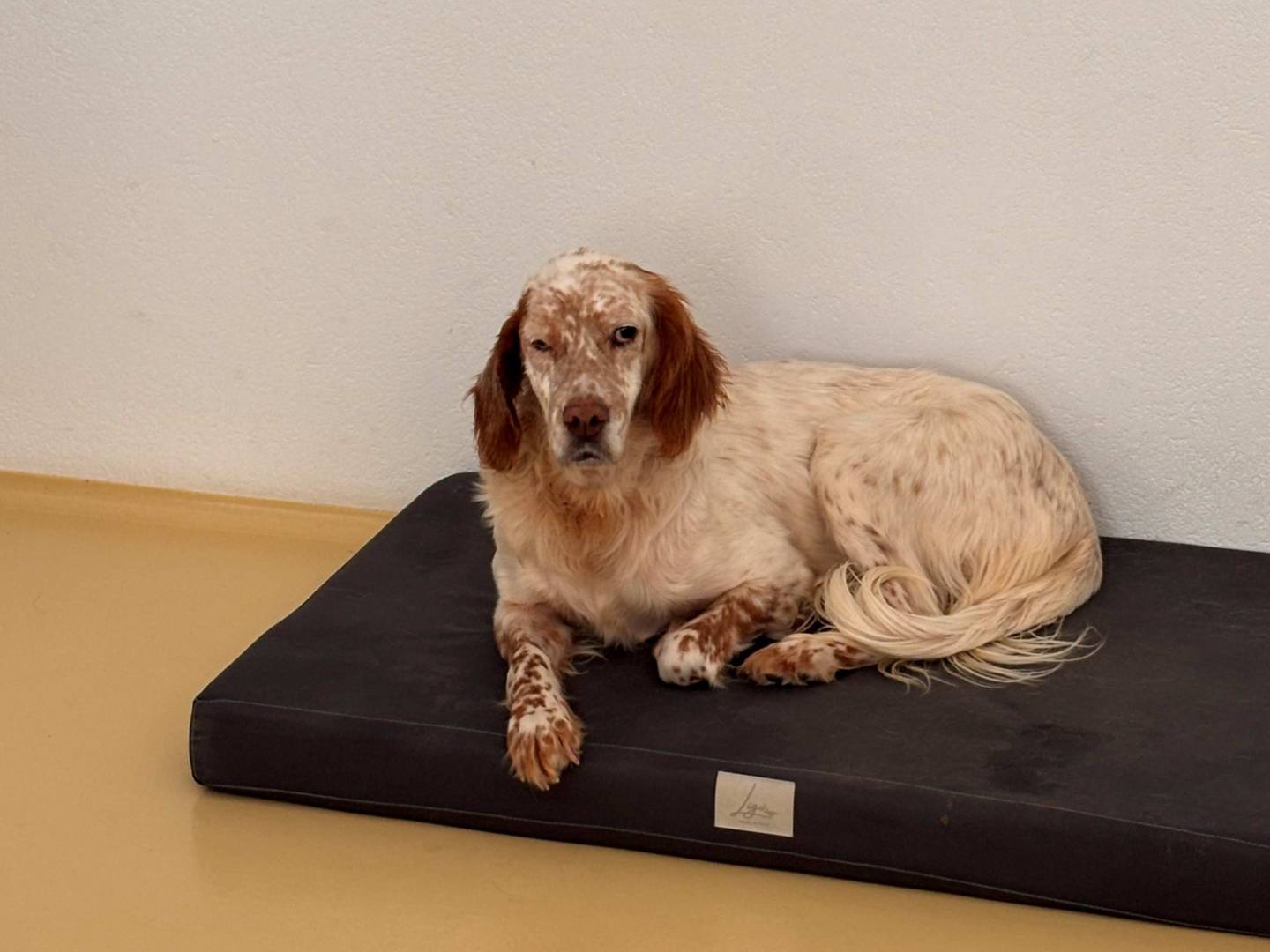 Adotta un cane, taglia media, femmina, Milano