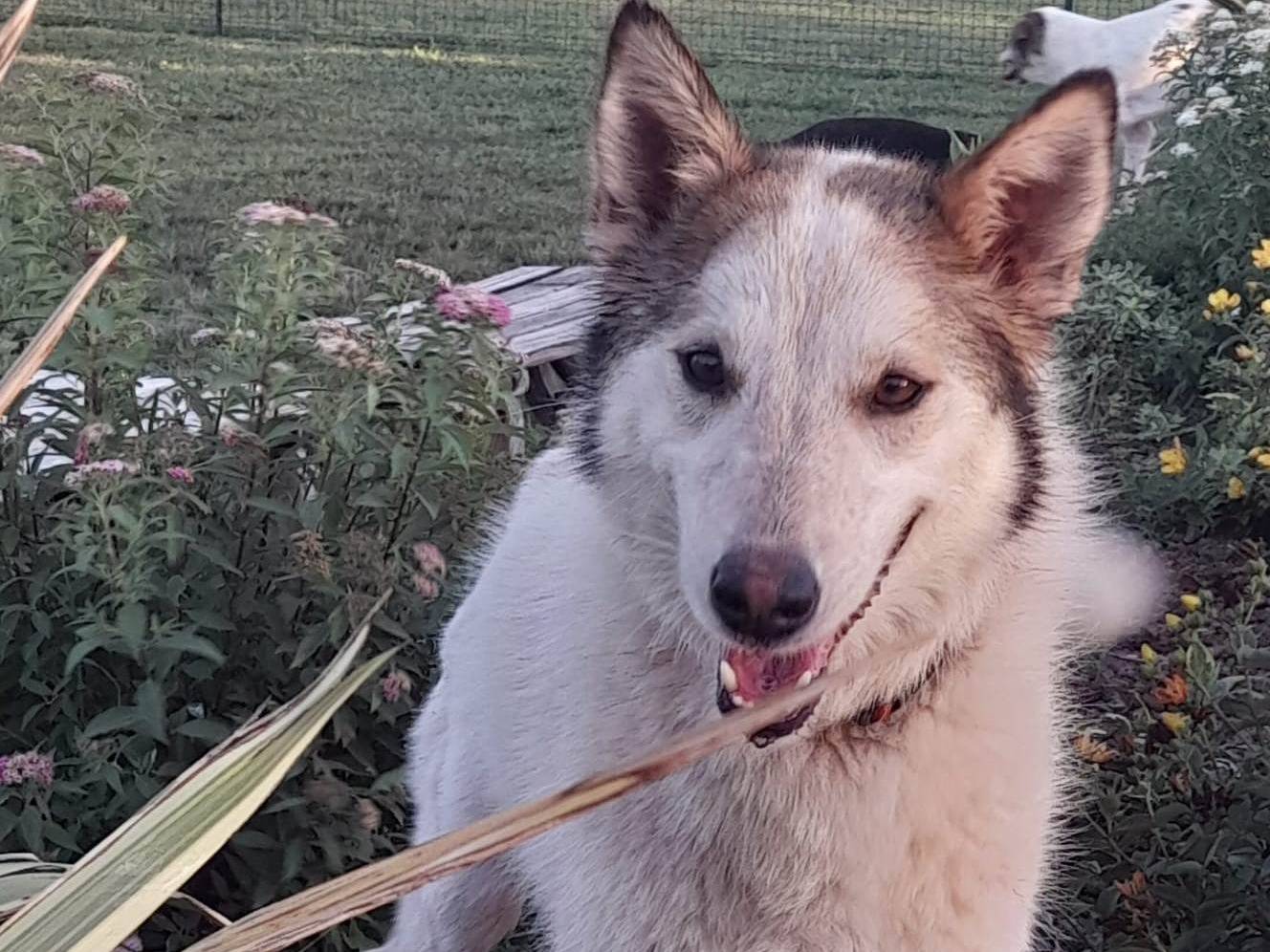 Adozione cane, femmina, Razza sconosciuta Razza sconosciuta, 6 anni e 7 mesi, taglia media, Mantova