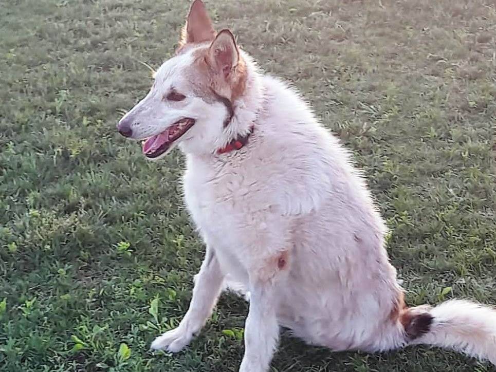 Adotta un cane, femmina, 6 anni e 7 mesi, Mantova