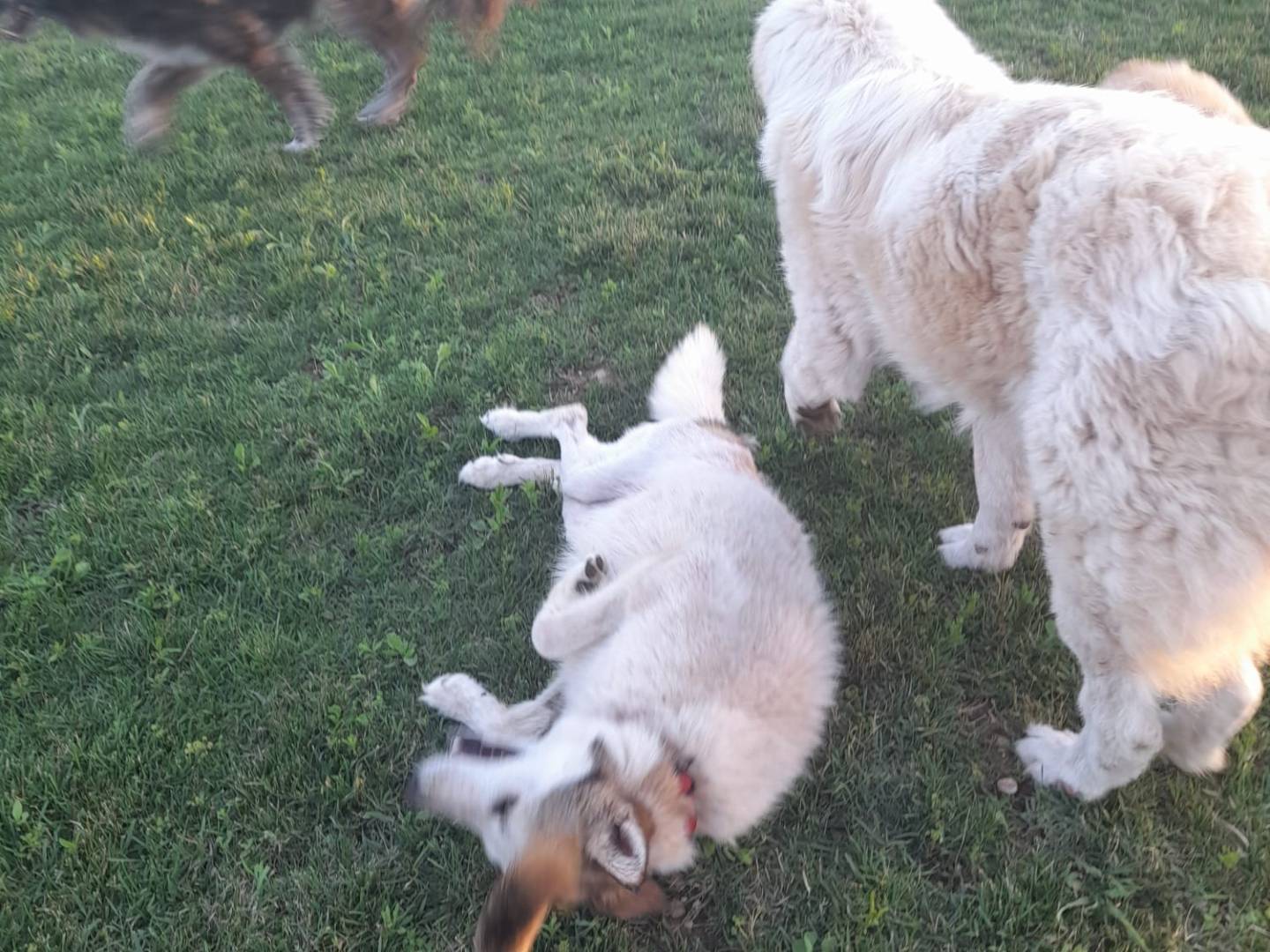 Adotta un cane, taglia media, femmina, Mantova