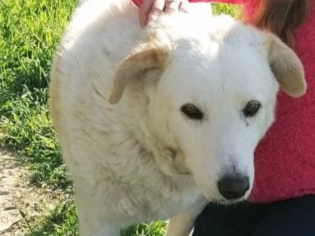 Adozione cane, maschio, Razza sconosciuta Razza sconosciuta, 16 anni e 2 mesi, taglia grande, Rimini