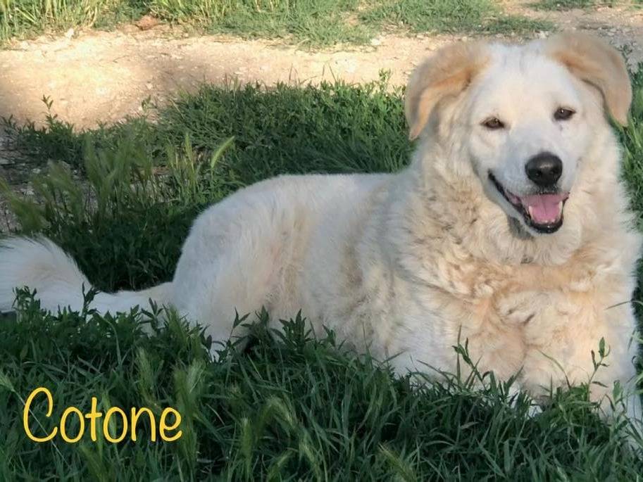 Adotta un cane, taglia grande, maschio, Rimini