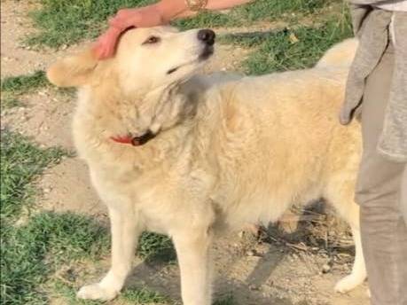 Vuoi adottare un cane a Rimini?