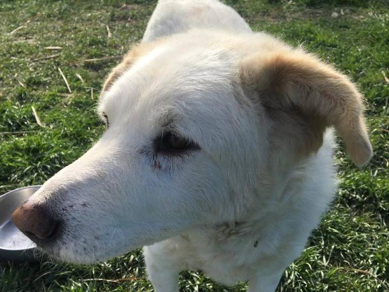 Adotta il cane Cotone a Rimini