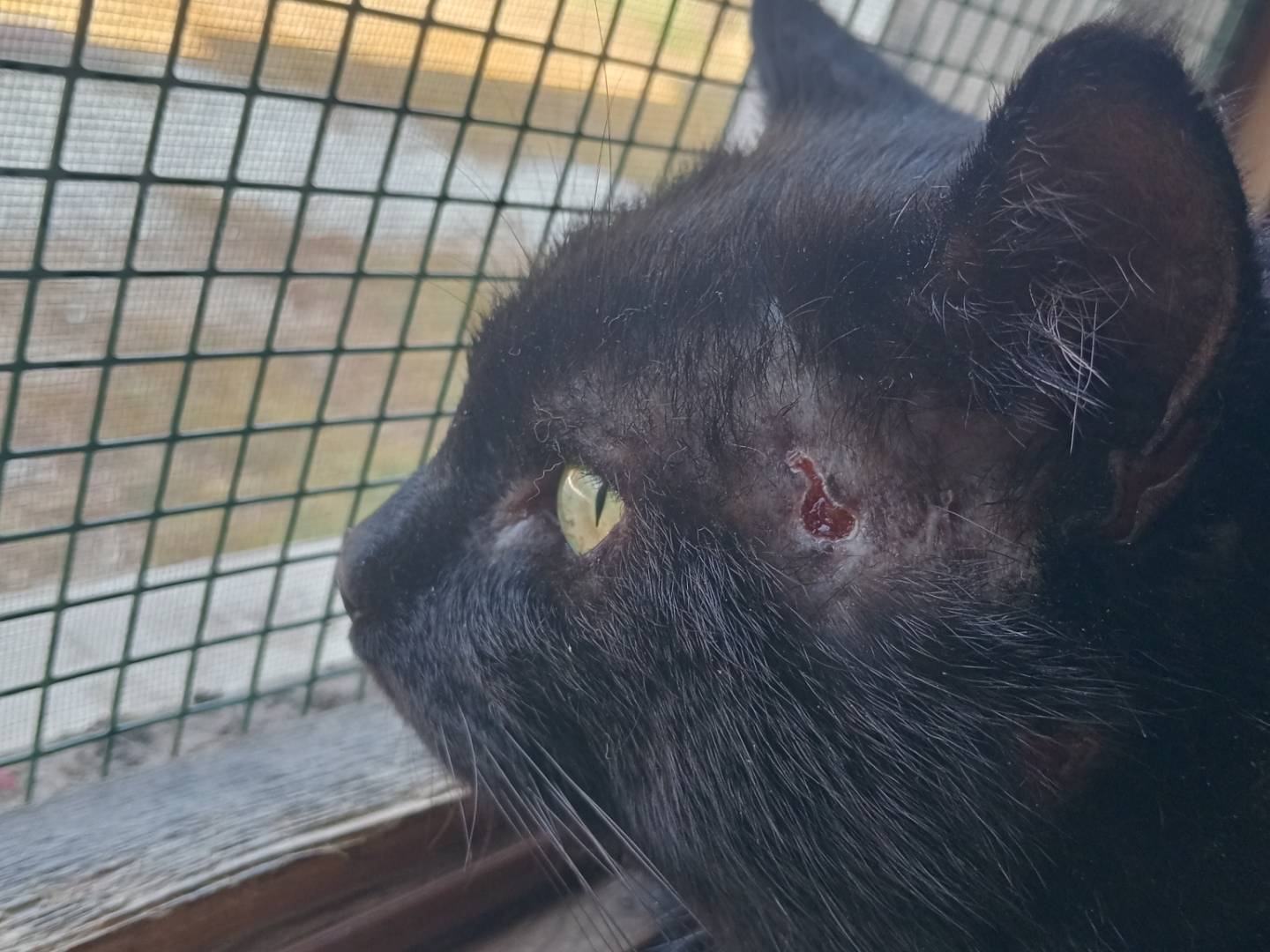 Adozione gatto, maschio, Razza sconosciuta Razza sconosciuta, 4 anni e 2 mesi, taglia non valida, Belluno