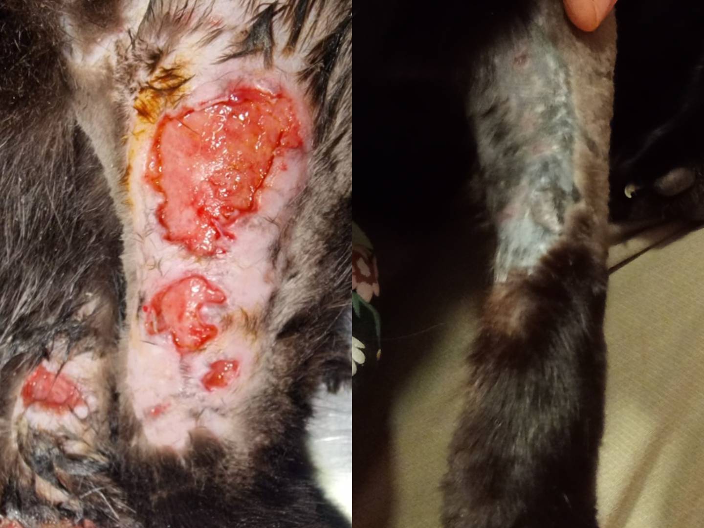 Adotta un gatto, maschio, 4 anni e 2 mesi, Belluno