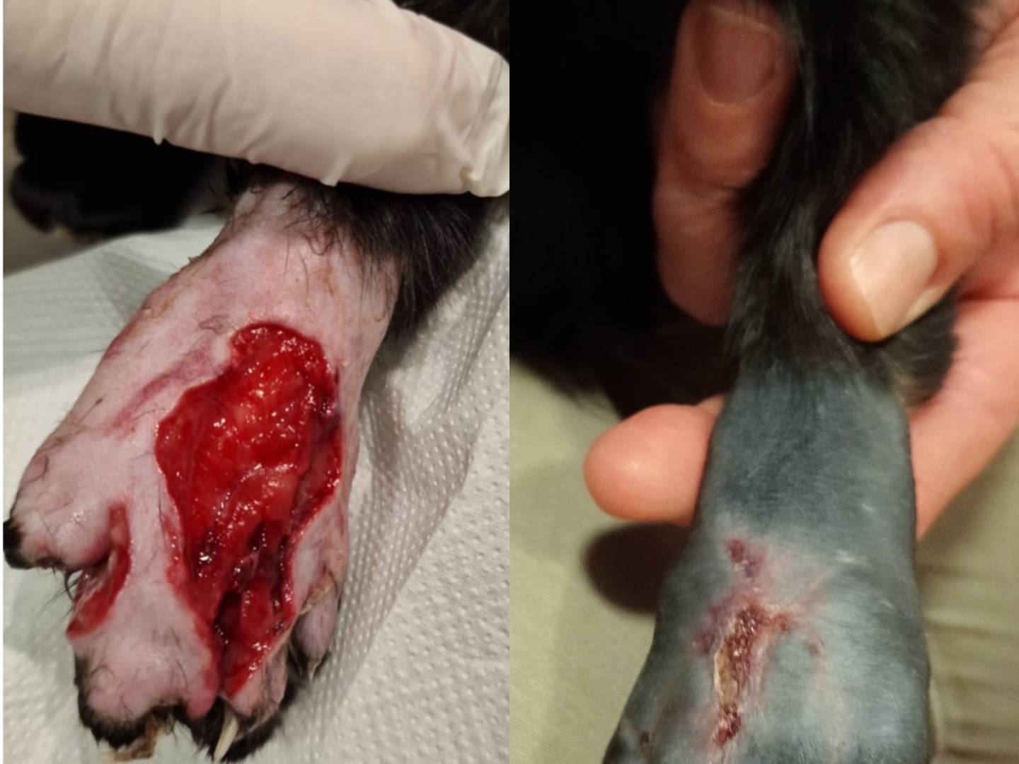 Adotta un gatto, taglia non valida, maschio, Belluno