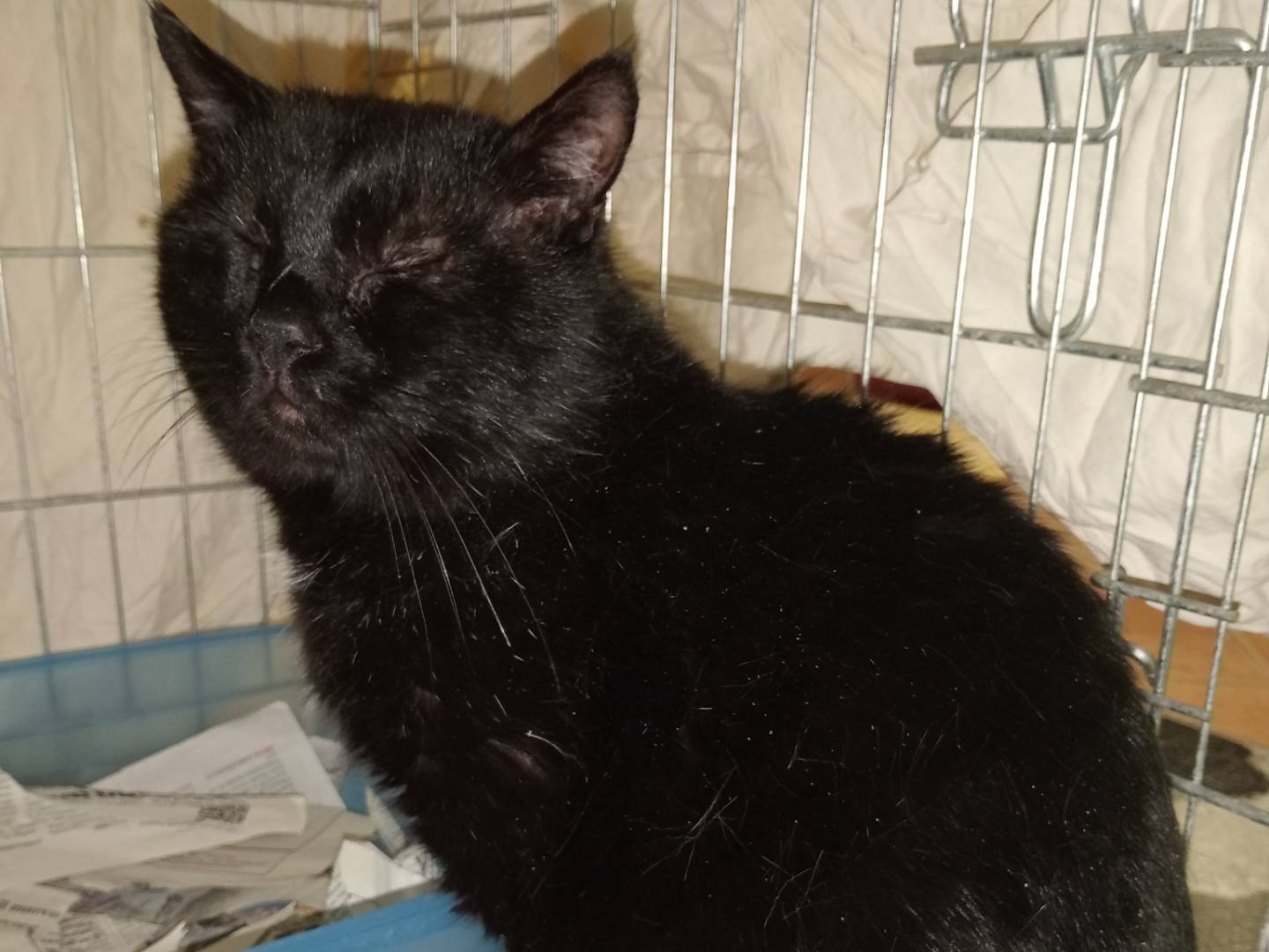 Vuoi adottare un gatto a Belluno?