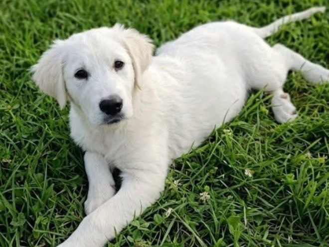 Vuoi adottare un cane a Avellino?