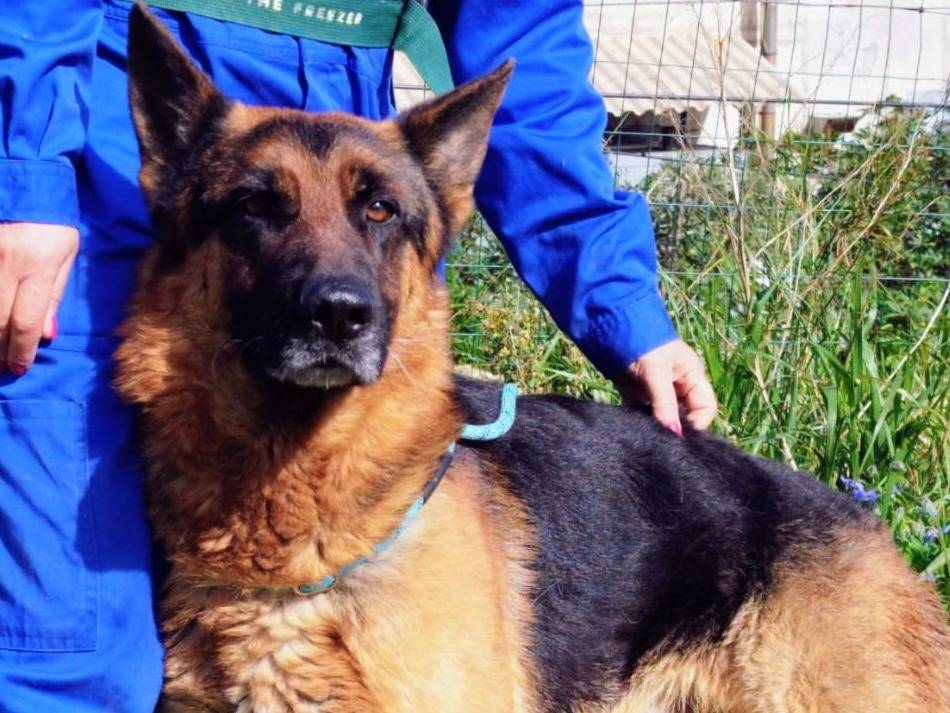 Adozione cane, maschio, Pastore tedesco Razza sconosciuta, 3 anni e 5 mesi, taglia grande, Trapani
