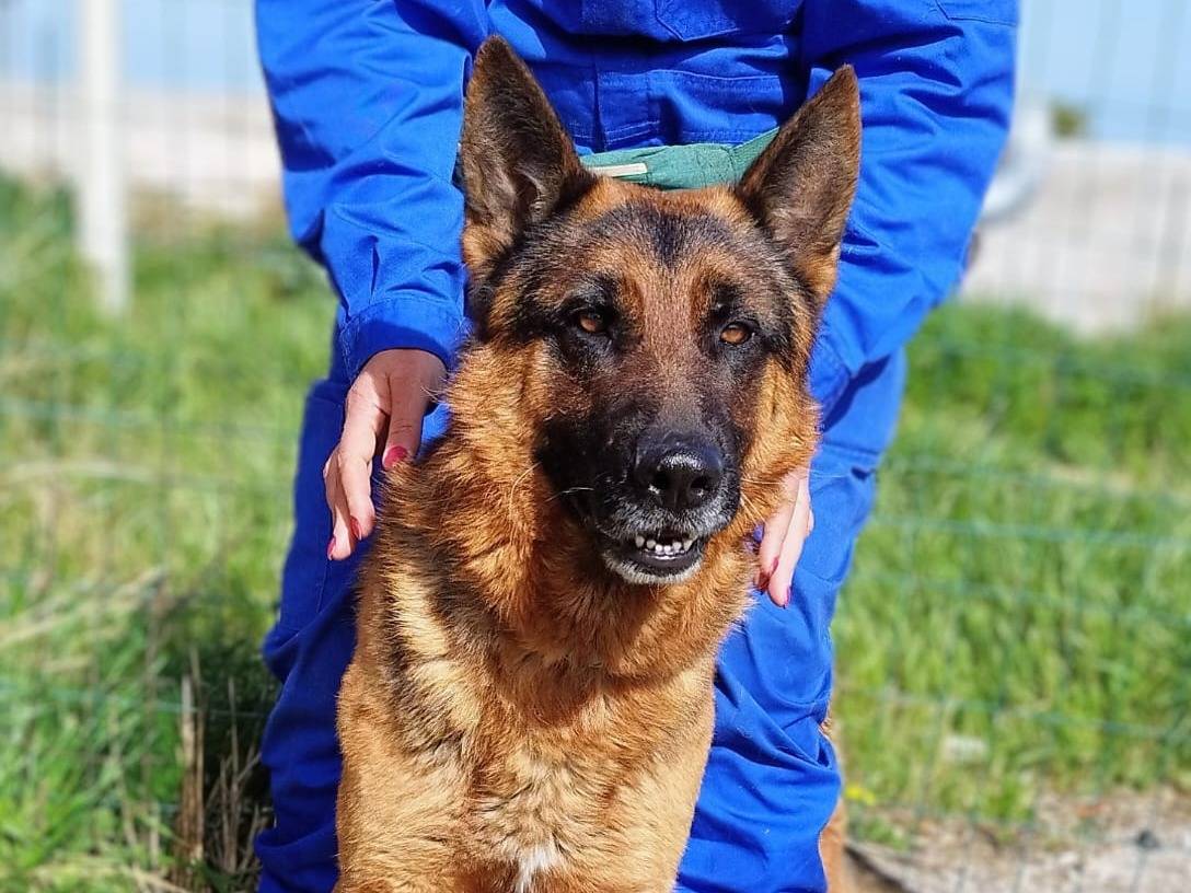 Adotta un cane, maschio, 3 anni e 5 mesi, Trapani