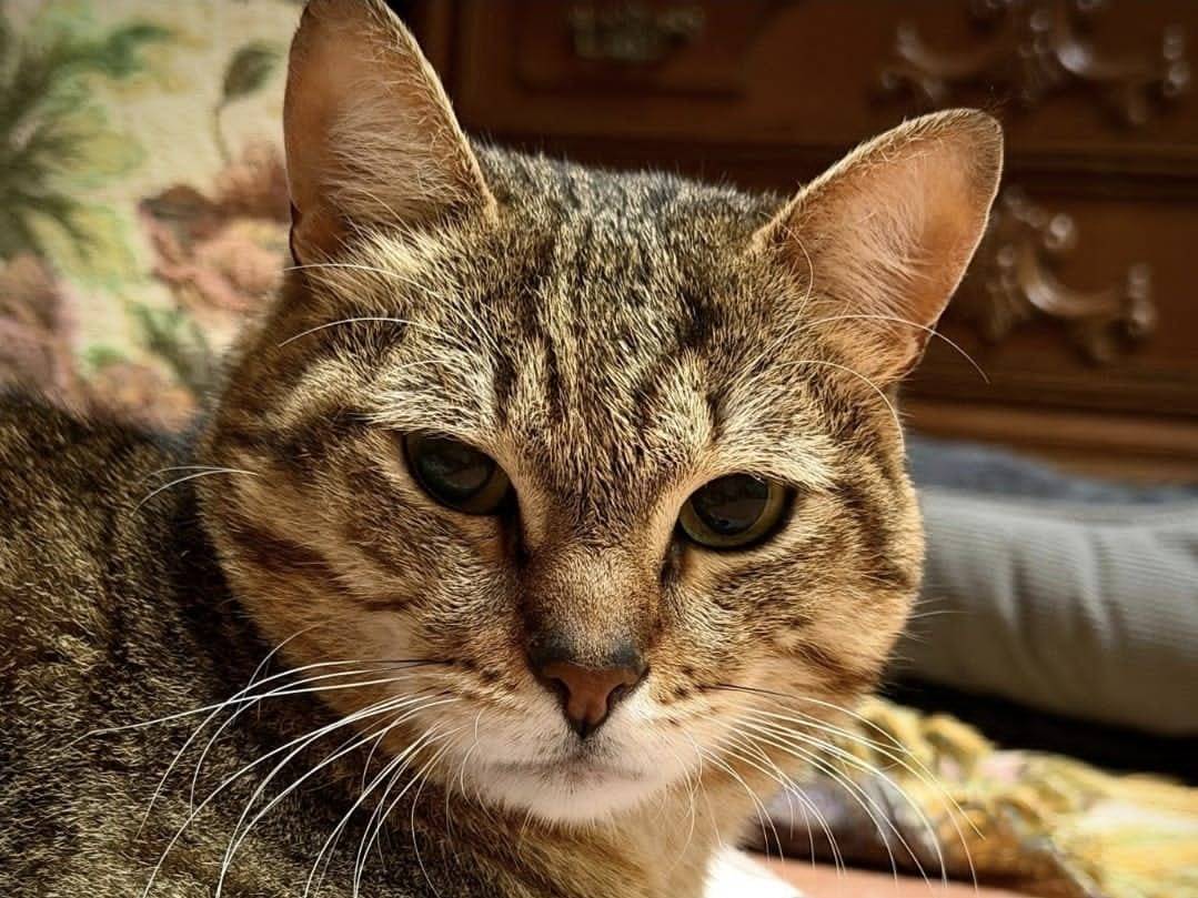 Adozione gatto, maschio, Razza sconosciuta Razza sconosciuta, 3 anni e 1 mese, taglia non valida, Torino